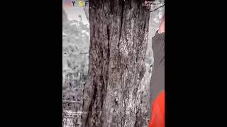Paruthiveeran Bgm Whatsapp Status Video