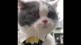 En Eğlenceli Kedi Ve Köpek Videoları Konuşmaya Çalışan Kediler