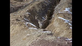 Deer in a Ditch: The Rescue
