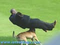PERROS DE ATAQUE