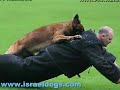 PERROS DE ATAQUE