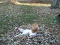 A Big Ail playing in the leaves.
