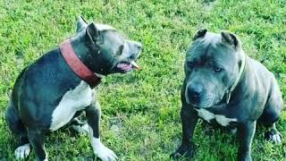 Lonestar Dandy and Backwood Hero