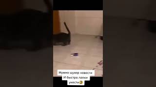 Нужно Шухер Навести #Рек #Смешныекоты #Смех