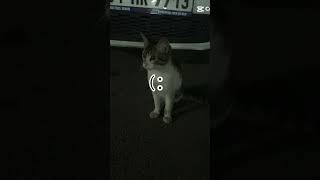 Kedi Eros Olayı İbrahim Keloglan