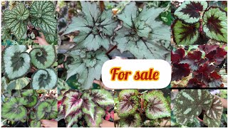 Begonia Plants For Sale 8281723614Thodupuzha -C