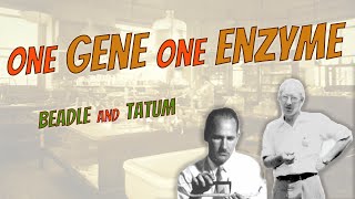 One Gene One Enzyme Beadle And Tatum