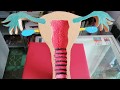 Aparato Reproductor Femenino, Maqueta de corte frontal