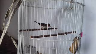 Burung yuhina gacor
