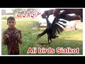 Magrabi ka Shikar |2 Magrabian pakar le #hunting#amazing birds #mazing waterhen hunting