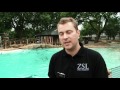 Penguins' new London Zoo pool