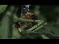 Praying Mantis eats fly alive