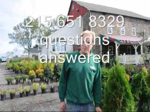 Fertilizing arborvitae and