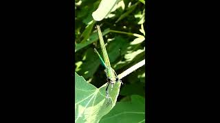 Groene juffer