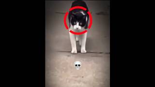 Cats With Muscle