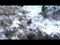 Fieldsports Britain - Shooting pigeons in the snow + deer with Wayne van Zwoll