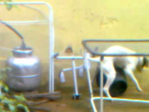 segunda parte do video do cachorro do meu colega,ou o cachorro é