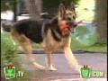 Just For Laugh - Explosive Dog