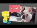 Cute Pets and their Babies: Mother's Day Special! Ultra Kawaii