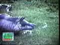 snake swallows a woman