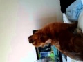 Perro y su dueña loca