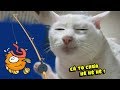 999% ĐÂY LÀ CON MÈO BỰA NHẤT VIỆT NAM !!! (mèo phiên bản thành tinh) ✔