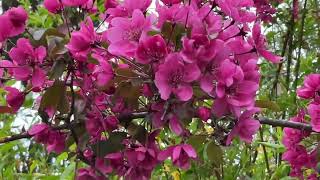 Pommer À Fleurs Ou Dornement Aquarelle Ou Pastel La Nature Excelle