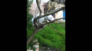 My Bull Terrier Climbing Up The Tree