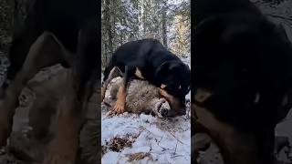 Giant Jagdterrier Vs Wolf