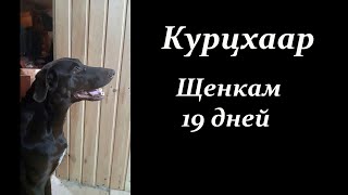 Немецкая Борзая Курцхаар. Щенкам 19 Дней. #Shorts