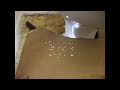 woodworm