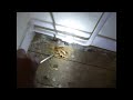 woodworm