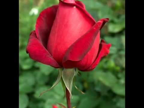 •.¸♥~DiL Ne Ya KaHa Hai DiL Se MuHaBaT Ho Gi Hai TuM Se...