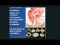 Urinary Incontinence