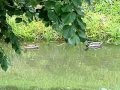 Kacsák úsznak Gyulán az Élővíz csatornában 1.