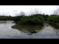 Let's Talk about Houston toad's and water ram pumps and DUCKS!! in elgin texas