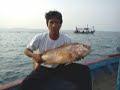 Big Lane Snapper (Jenaha) - Bojoangeun