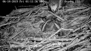 Crooked Lake Ospreys~ Last Chance to Cover on a Cool Night 6/14/19
