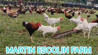 Martin Escolin Farm Feeding Time Free Range - Big Farm Philippines