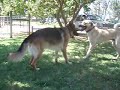 turkish shepherd dog