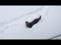 Watch: North American River Otters Have Their Own Winter Games North American River Otters Have Their Own Winter Games