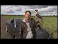Peregrine Falcon - fastest predator on earth