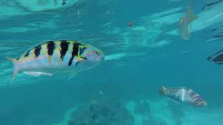 Elcie - Society Islands