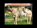 GERÇEK SAF KANGAL KÖPEKLERİ - Film Yorum