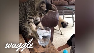 Cats are Jerks | Funny Cat Videos