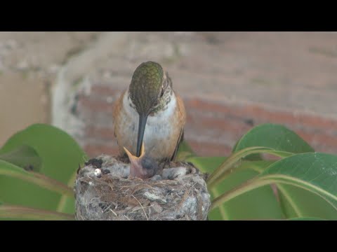Baby hummingbirds life cycle from start to finish. Must see! Awesome!