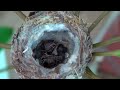 Baby hummingbirds life cycle from start to finish. Must see! Awesome!