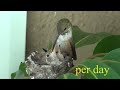Baby hummingbirds life cycle from start to finish. Must see! Awesome!