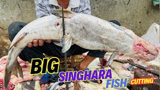 Amazing Live Big shighara Fish Cutting Skills In Indian Delhi Market |Fish Cutti