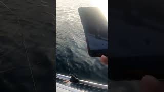 Captain Travis Can Catch Salmon But Not Halibut